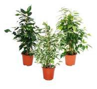 Ficus benjamini - 3-pack - Danielle - Anastasia - Twighlight 12 cm kruka