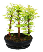 Ute-Bonsai - Metasequoia glyptostroboides - liten skog med 3 växter