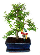 Bonsai Kinesisk Ulme - Ulmus parviflora - ca. 8 år