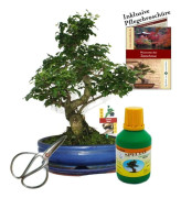 Bonsai - Kinesisk. Liguster - Ligustrum - ca 10 år - skål 25 cm - presentförpackning med saxar och gödsel