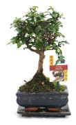 Bonsai Fukientee - Carmona microphylla - ca. 6 år - Kugelform