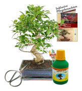 Bonsai Chin. Feigenbaum Ficus retusa ca. 10 år 25cm skål presentset med sax och gödsel.