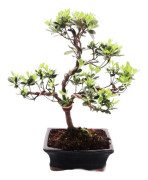 Utomhus Bonsai Rhododendron simsii - Azalea 15cm