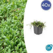 Bodendecker - Moss - Brunt fjäderkuddar - Leptinella squalida - Cotula - 9cm kruka - Set med 40 växter