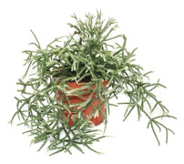 Rhipsalis pilocarpa - korallkaktus - i 12 cm kruka