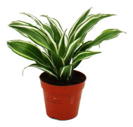 Drakträd - Dracaena deremensis fragrans White Jewel - 12cm kruka - Vitgröna blad