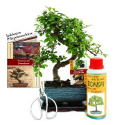 Coffret Bonsaï Bonsaï "Ulmus" - Kinesisk Elm - ca 6 år - nybörjarset