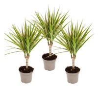drakensåg bicolore - Dracaena marginata Bicolor - set med 3 växter