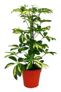 Radiant Aria - Schefflera - vitbladig grön - 12cm kruka - krukväxt - ca. 40-45 cm hög