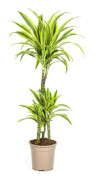 Dracéna - Dracaena deremensis "Lemon Lime" - Grön växt - höjd 90-110cm - kruka 21cm
