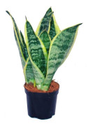 Sansevieria trifasciata - knut gul-grønn hamp - potte på 9 cm