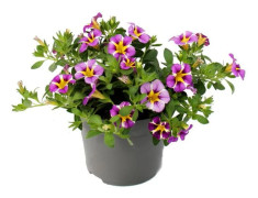 Magiska klockor - mini hängande petunia - Calibrachoa - 12 cm kruka - set med 3 plantor - tvåfärgad lila-gul
