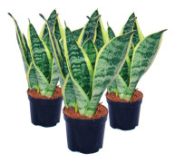 Set med 3 Sansevieria trifasciata - gulgrön hampa - 9 cm kruka