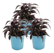 Sötpotatis - rabatt och balkongväxt - Ipomoea batatas - 12cm - set med 3 plantor - lila
