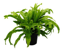 Asplenium nidus Chrissie - Speciella varianter av ormbunkar för rummet - nästeormbunk - kruka på 17cm - höjd cirka 30-40cm