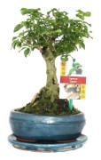 Bonsai Kin. Liguster - Ligustrum sinensis - ca. 6 år - sfärisk form