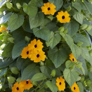 Svartöga - Thunbergia alata Sunny Susy® New Orange (Krukstorlek: 1L)