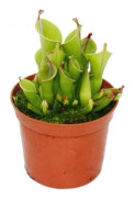 Köttätande växt - sumpkruka - Heliamphora - kruka 9 cm - sällsynthet