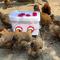 Kycklingmatare, Automatisk Hönsmatare, 6Ports DIY Gravity Poultry