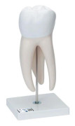 Dentalundervisningstandmodeller