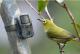 TECHNAXX Mini Nature Wild Cam TX-117 - camera trap