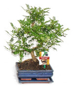 Bonsai Szechuanpeppar - Zanthoxylum piperitum - ca. 8 år