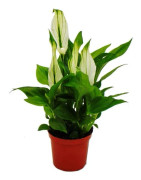 Mini-Spathiphyllum - Mini-Einblatt - 7 cm kruka - inomhusväxt
