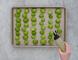 OXO Chef's Squeeze Flaska