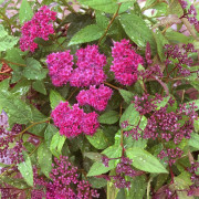 Praktspirea - Spiraea japonica Double Play ® Red (Storlek: busk C3)