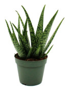 Aloe medivera Meridian - Ny sort av Aloe vera - kruka på 14cm - höjd på cirka 30cm