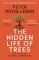 Hidden Life of Trees (Bok / Pocket)