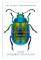 Extraordinary Insects