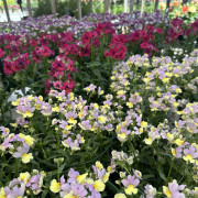 Nemesia - Årets sommarblomma 2026 - Nemesia strumosa (Krukstorlek: 0,5-1L)