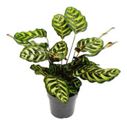 Skuggtålig växt med speciellt mönster på bladen - Calathea makoyana - Basket marant - kruka 14 cm - höjd ca 35-40 cm