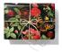  Presentpapper Victoria, bredd 57cm (rulle om 154 m)