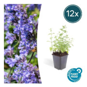 Kattmynta - Nepeta faassenii 'Six Hills Giant' - Lättskött perenn - 9cm kruka - 12 växter i paket