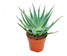 Aloe aborescens i en kruka på 19 cm