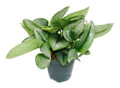 Murgröna i månsken - Scindapsus pictus 'Moonlight' - kruka 12cm