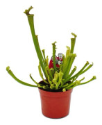 Tubularväxt - Sarracenia farnhamii - Köttätande växt - Kruka 9cm
