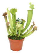 Sarracénie - Sarracenia - överraskningssort - kruka 9 cm