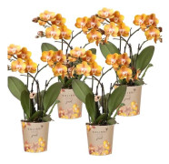 Kolibri Orchids kombination av 4 Phalaenopsis-orchidéer - Las Vegas - krukstorlek 12cm