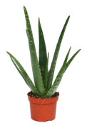 Aloe vera - ca. 3 år gammal - 12cm kruka