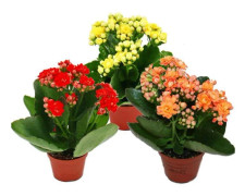 Mini-Kalanchoe "Rosalina" - Set med 3 olika växter - Flaming Käthchen - kruka på 5,5 cm