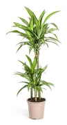 Dracena - Dracaena deremensis White Stripe - 90-110cm hög