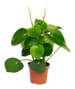 Poivre nain de Peperomia "Goutte de pluie" i kruka 12 cm