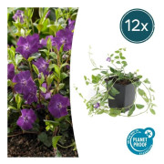 Bodenväxt - Litet Immergrön - Vinca minor 'Atropurpurea' - 9cm kruka - Set med 12 växter