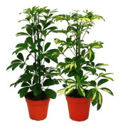 Strahlenaralie Duo - Schefflera - vit-grön bladverk - kruka 12cm - 2 växter