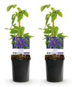 Exotiskt hjärta klängväxter - Clematis Mrs. N. Thompson - set om 2 - kruka 11cm