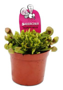 Tubularväxt - Sarracenia psittacina Hybr. "Scarlett Belle" - Köttätande växt - 9 cm kruka