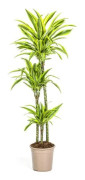 Dracéna - Dracaena deremensis "Lemon Lime" - Grön växt - höjd 130-150cm - kruka 24cm